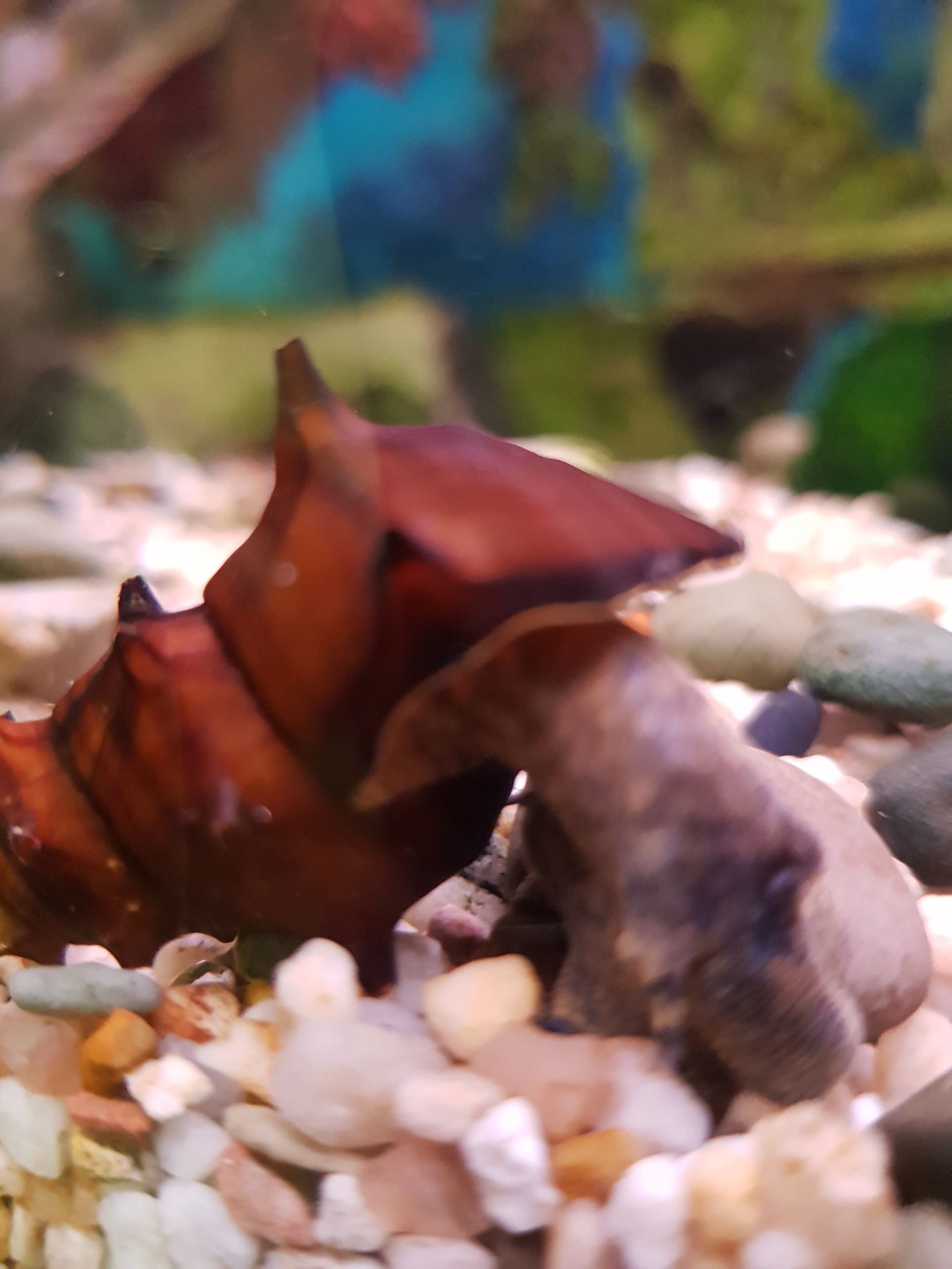 Snails in the aquarium. - My, Aquarium, Snail, Longpost