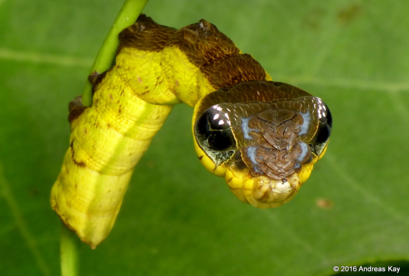 Creepers. - My, Caterpillar, Butterfly, Mimicry, GIF, Snake, Longpost