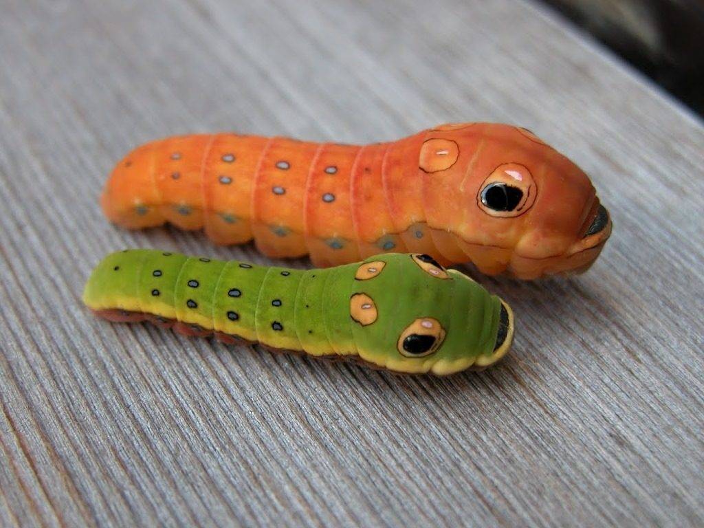 Creepers. - My, Caterpillar, Butterfly, Mimicry, GIF, Snake, Longpost