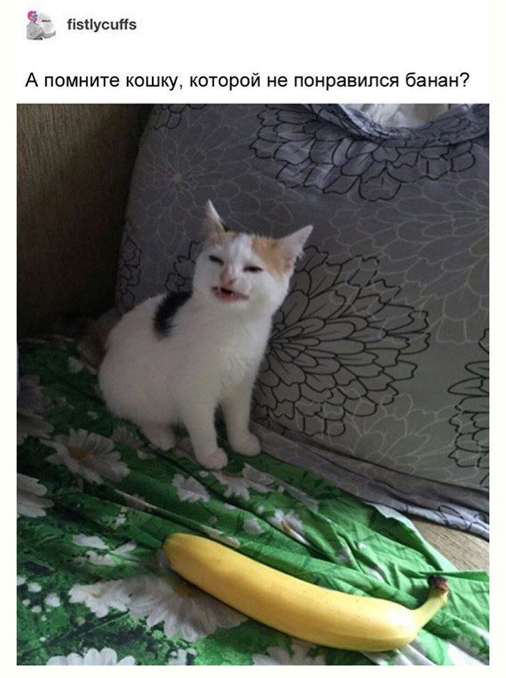 Don't like bananas - cat, Banana, Longpost