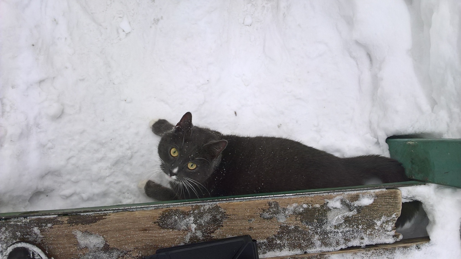 Found a cat, Moscow. - Help, cat, Lost cat