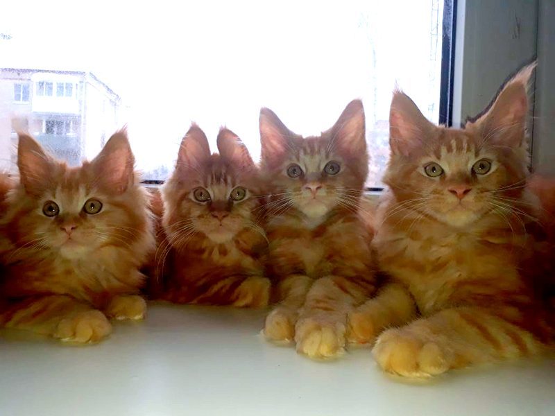 I want to share sunshine! Our redheads! Maine Coon kittens! - cat, Kittens, Maine Coon, , My, , Longpost