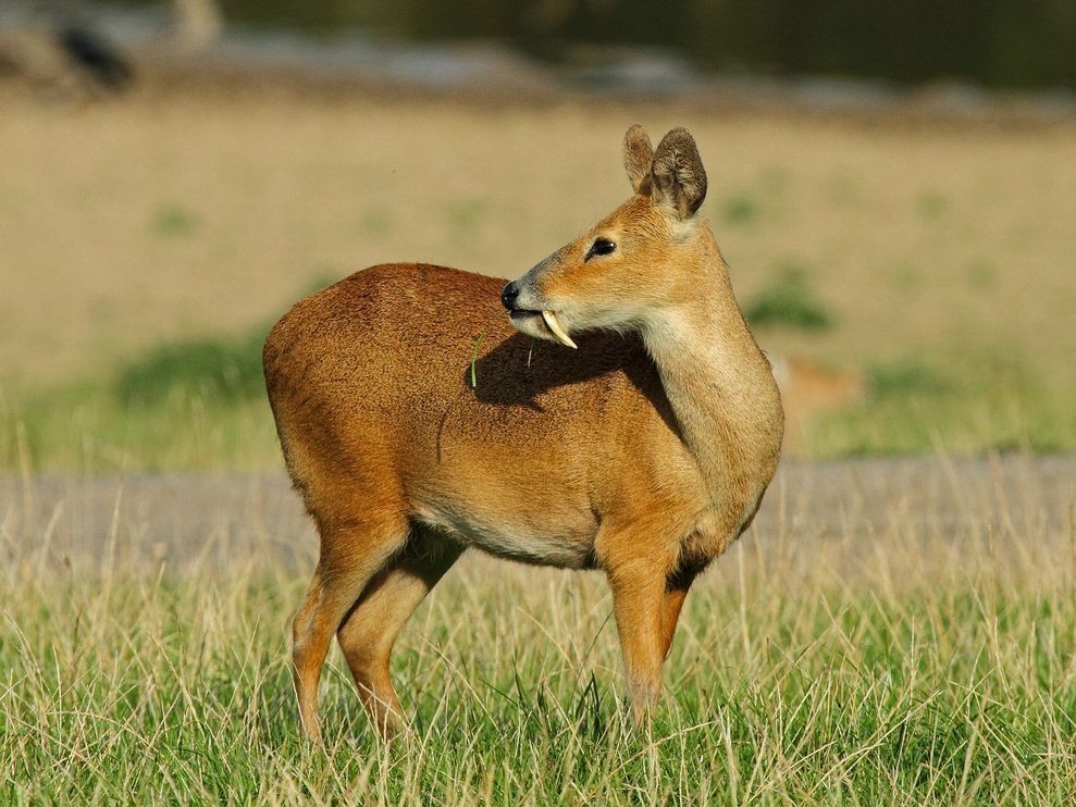 Musk deer - Musk deer, Russia, Animals, The photo, Longpost