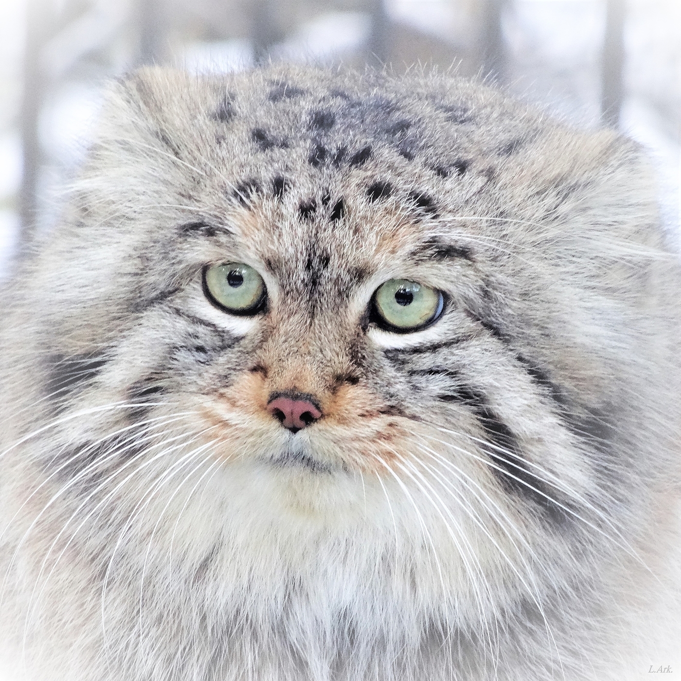 Wise - cat, Sight, Pallas' cat, Catomafia