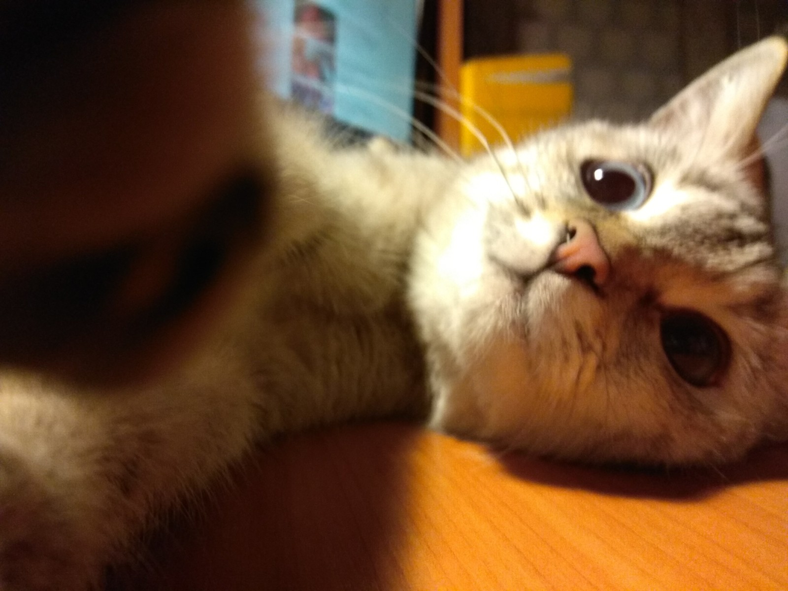 Selfies of kitty Masyanya. - My, Milota, Selfie, Foundling, Longpost, cat