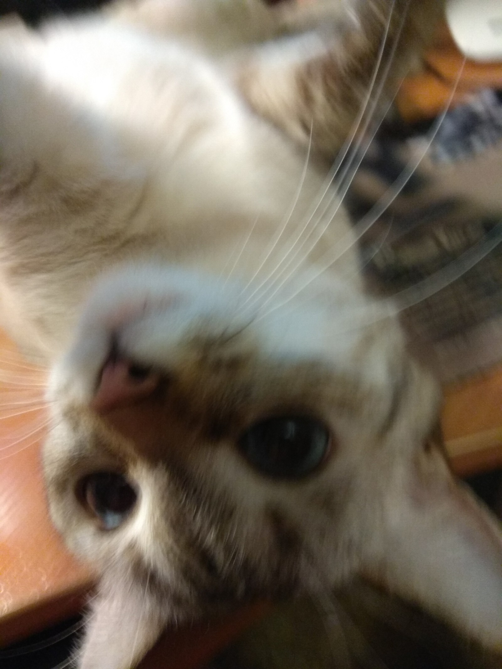 Selfies of kitty Masyanya. - My, Milota, Selfie, Foundling, Longpost, cat