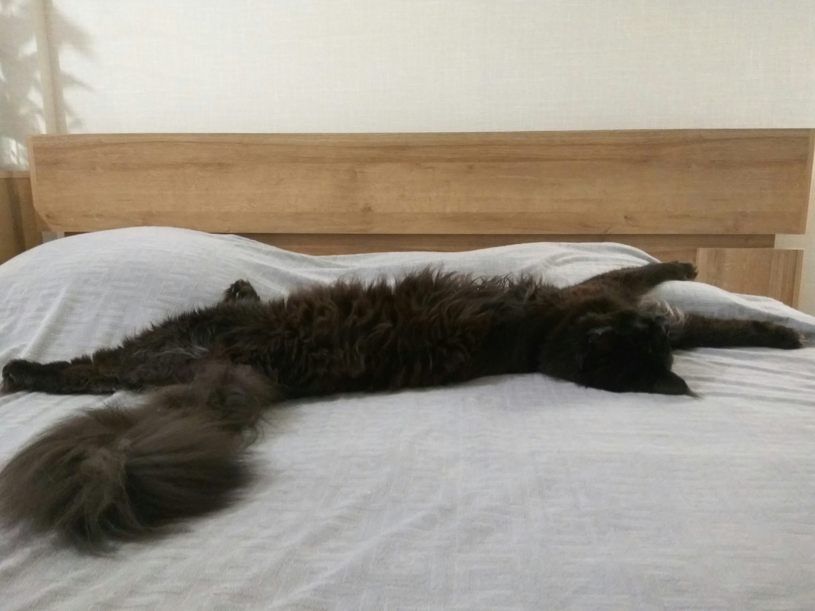 Lazy Maine Coon - My, Black cat, Maine Coon, Longpost, cat