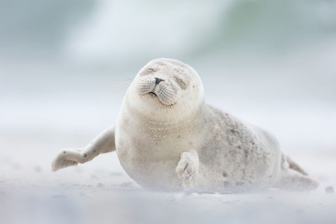 When you wake up on your day off... - Seal, Dream, Weekend, Animals