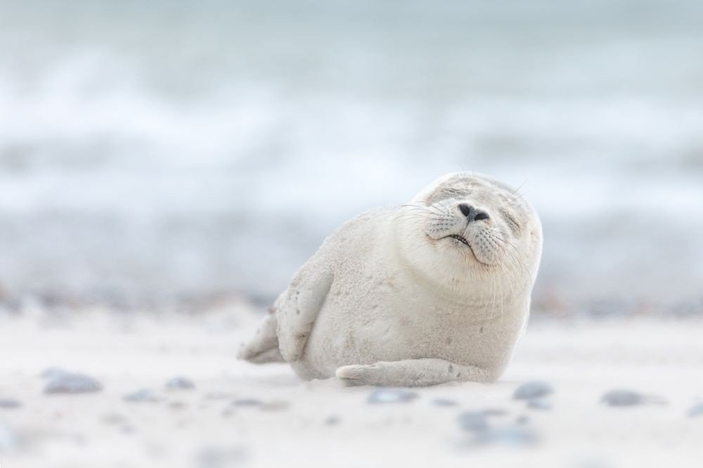 When you wake up on your day off... - Seal, Dream, Weekend, Animals