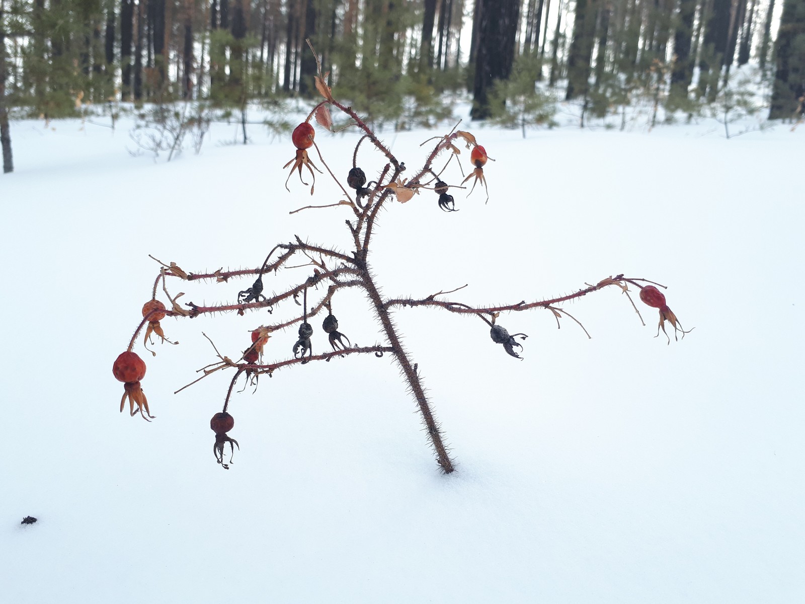 Walk in the woods - My, Winter, Forest, Dog, Longpost