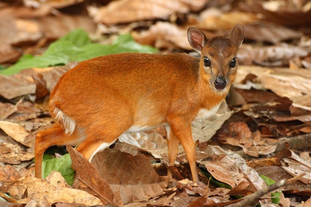 pygmy antelope - Animals, The photo, , Longpost