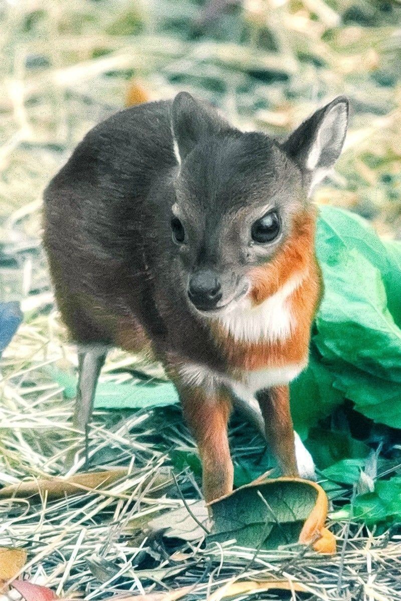 pygmy antelope - Animals, The photo, , Longpost