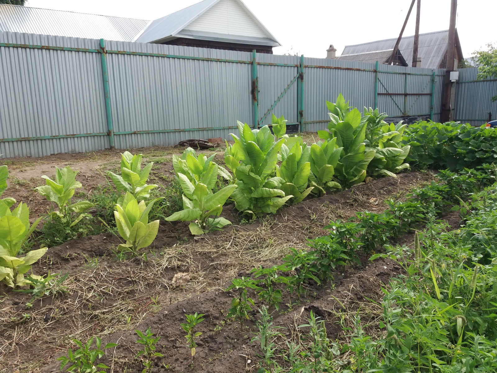 Как вырастить табак в своем огороде 
