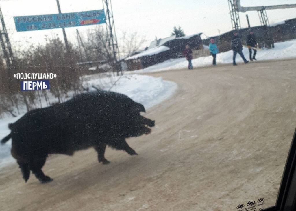 In Perm, a wild boar walks the streets of the city - Boar, Permian, Longpost