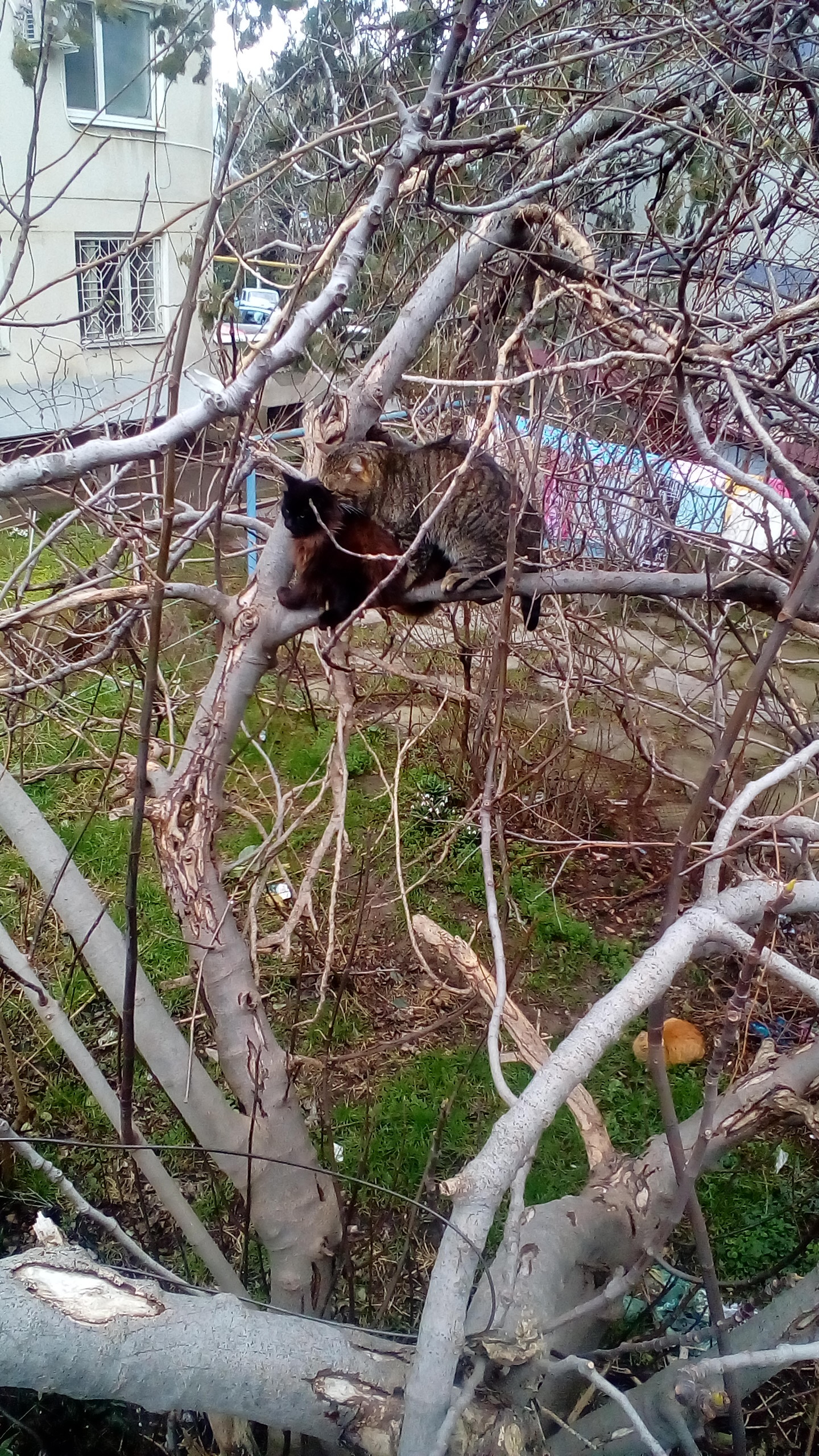 Did not wait or did not wait. - My, cat, Spring, Longpost