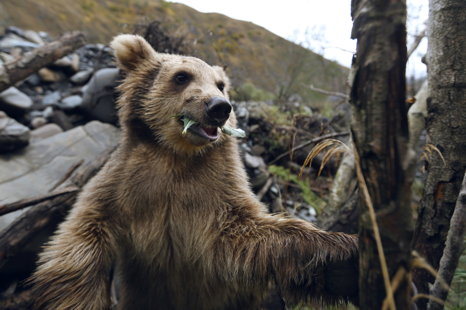 First post and immediately button accordion :) - My, The Bears, Selfie, wildlife, Longpost