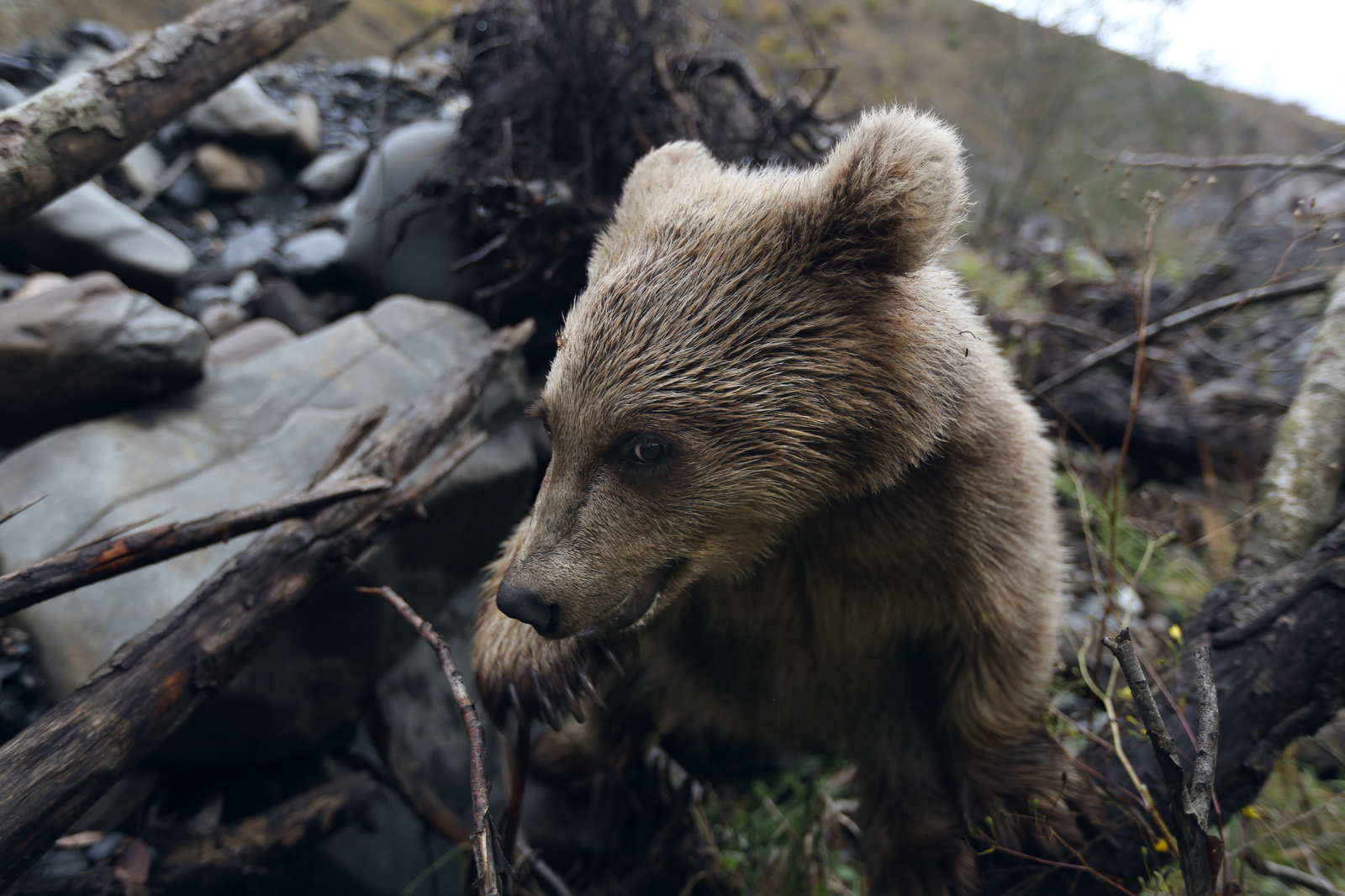 First post and immediately button accordion :) - My, The Bears, Selfie, wildlife, Longpost