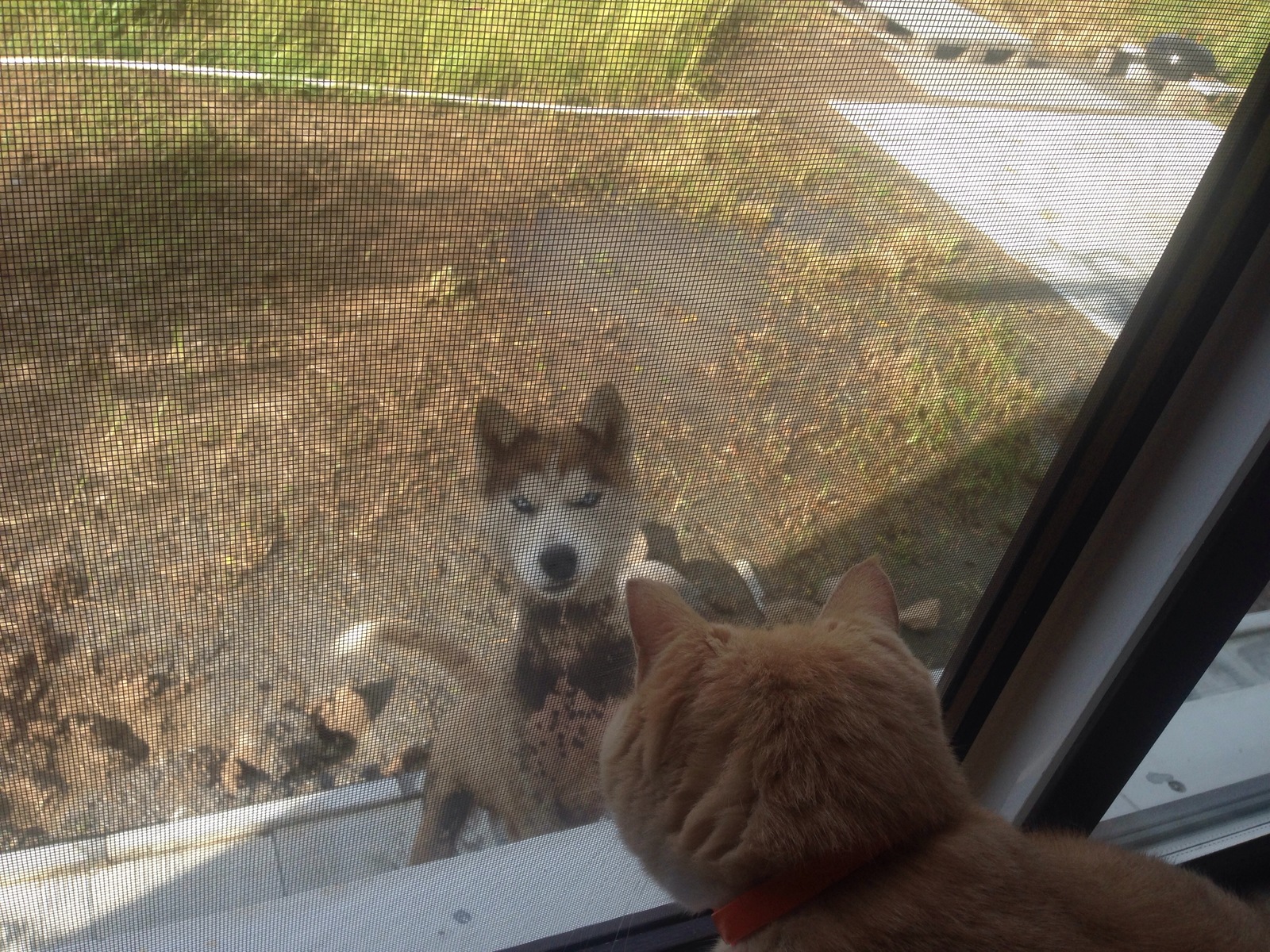 How one puppy with white walker eyes melted a cat's heart... - My, New life, Husky, My life won't be the same, Long-post, Life stories, Longpost