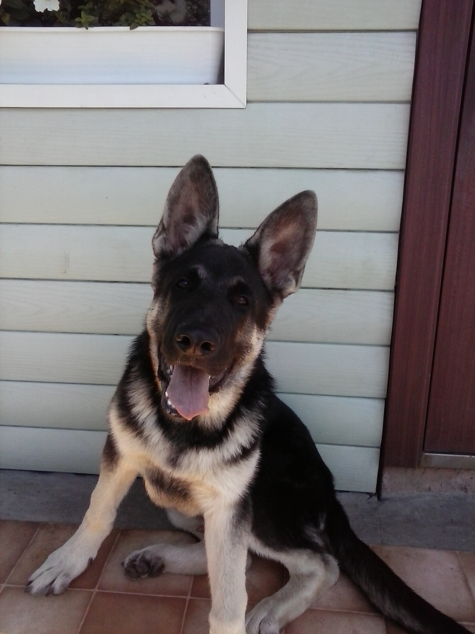 Here comes the first year - My, Dog, East European Shepherd, First year, Longpost