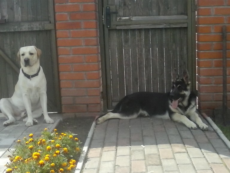 Here comes the first year - My, Dog, East European Shepherd, First year, Longpost