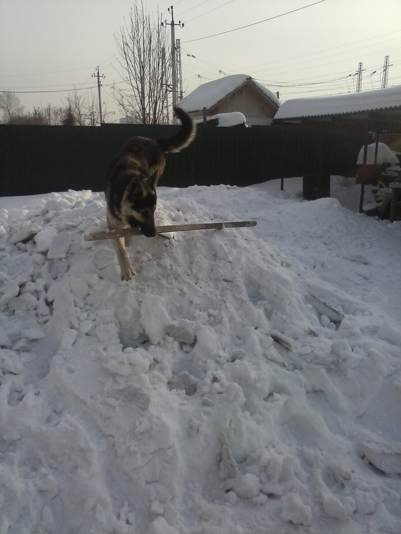 Here comes the first year - My, Dog, East European Shepherd, First year, Longpost