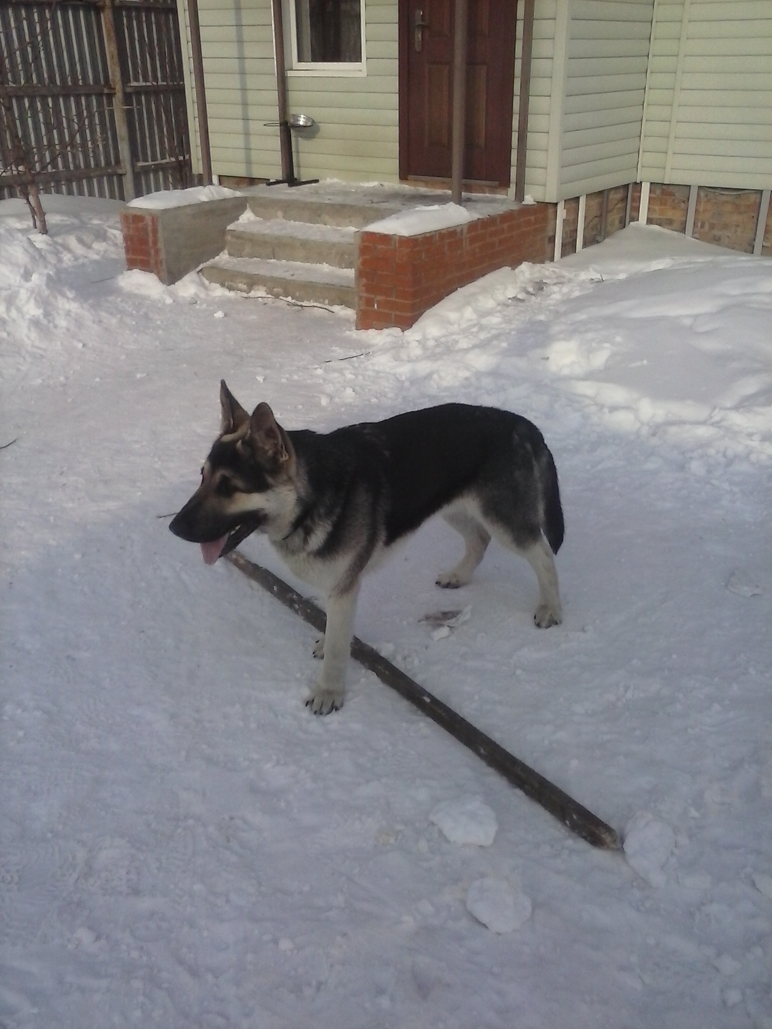 Here comes the first year - My, Dog, East European Shepherd, First year, Longpost