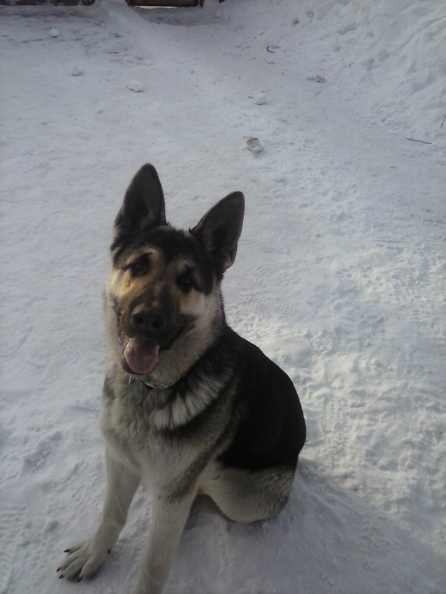 Here comes the first year - My, Dog, East European Shepherd, First year, Longpost