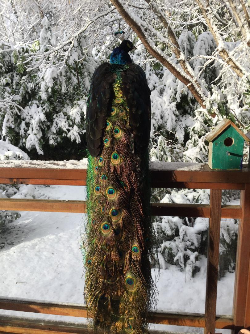 Here we finally have snow. - My, Peacock, , Gibsons, Winter, Birds