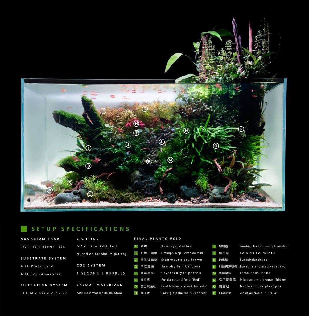 Repetition is the mother of learning! - Aquarium, Aquarium, Aquascape, Aquarium plants