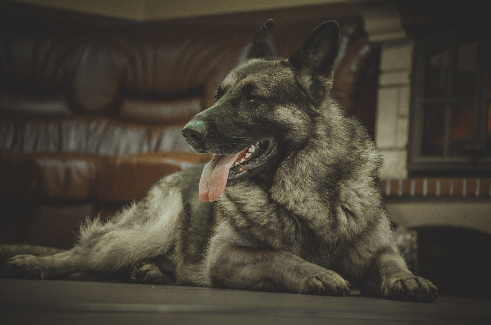 Disassembled the old, I want to share - My, Dog, German Shepherd, Fireplace, PHOTOSESSION, Hobby, Longpost