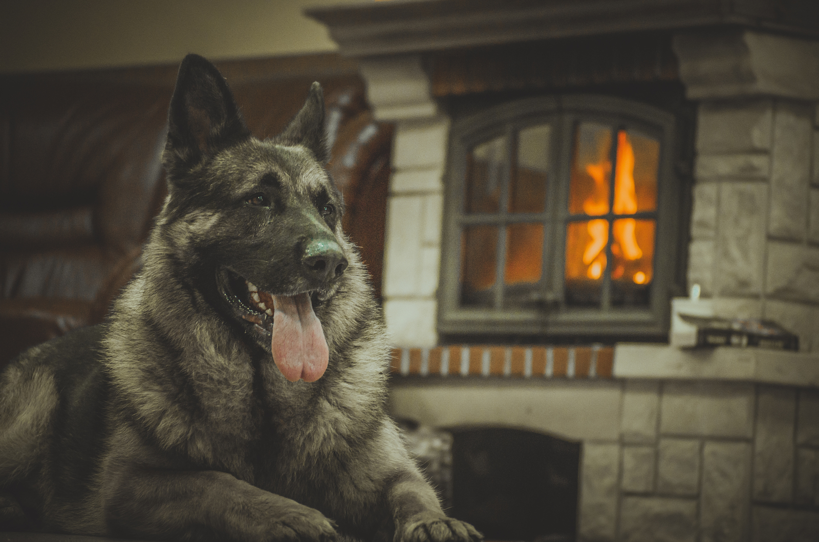 Disassembled the old, I want to share - My, Dog, German Shepherd, Fireplace, PHOTOSESSION, Hobby, Longpost