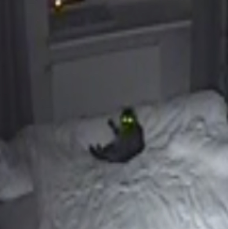 Hello - My, cat, Camera, Video monitoring, , Animals