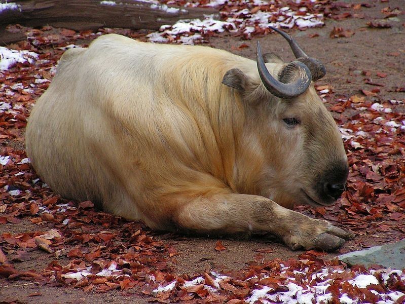 Takin - Animals, The photo, Longpost