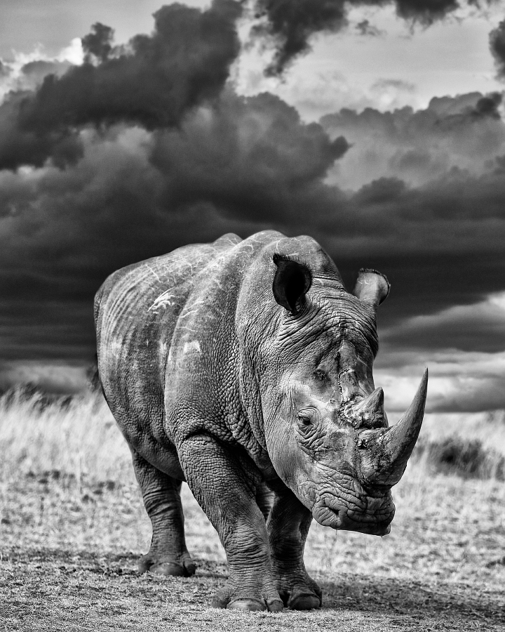 BW Africa - My, Animals, The photo, Africa, Kenya, wildlife, Longpost