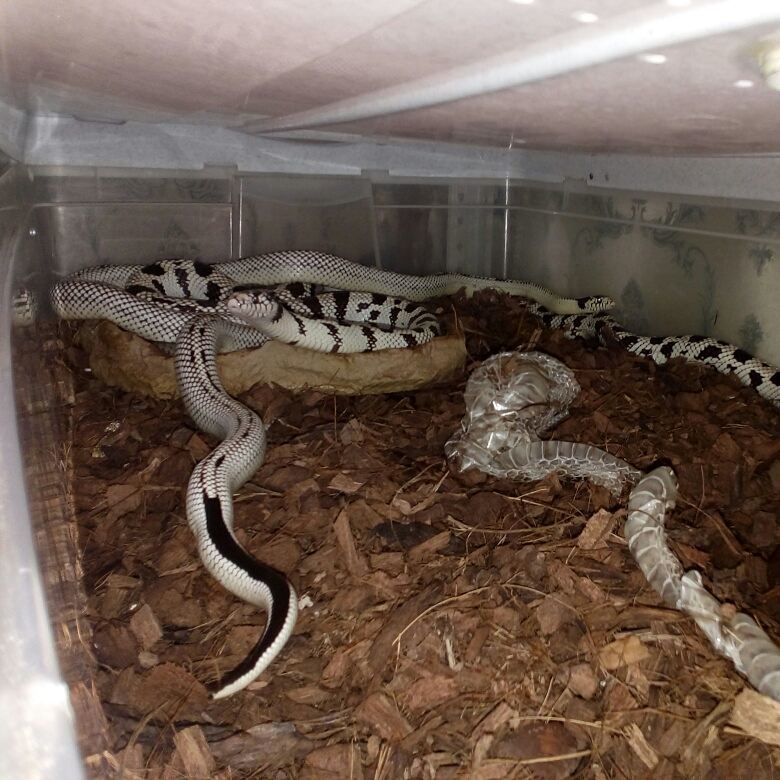 Как размножаются змеи? | Пикабу