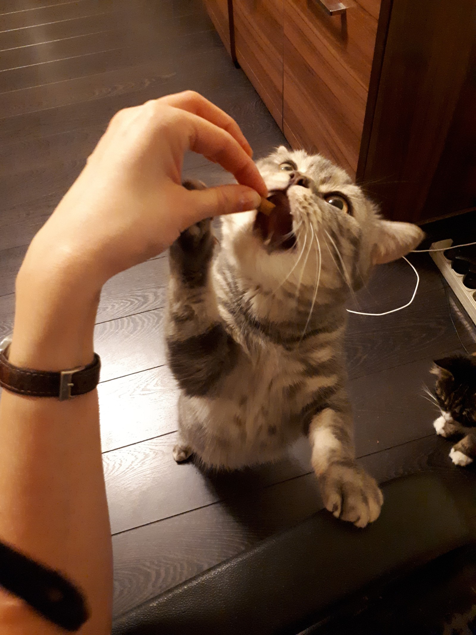 Om yum! - My, cat, Omnomnom