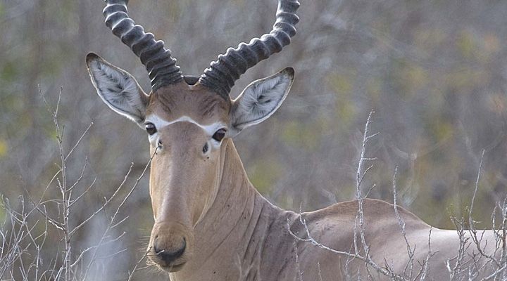 Hirola - Animals, The photo, Longpost