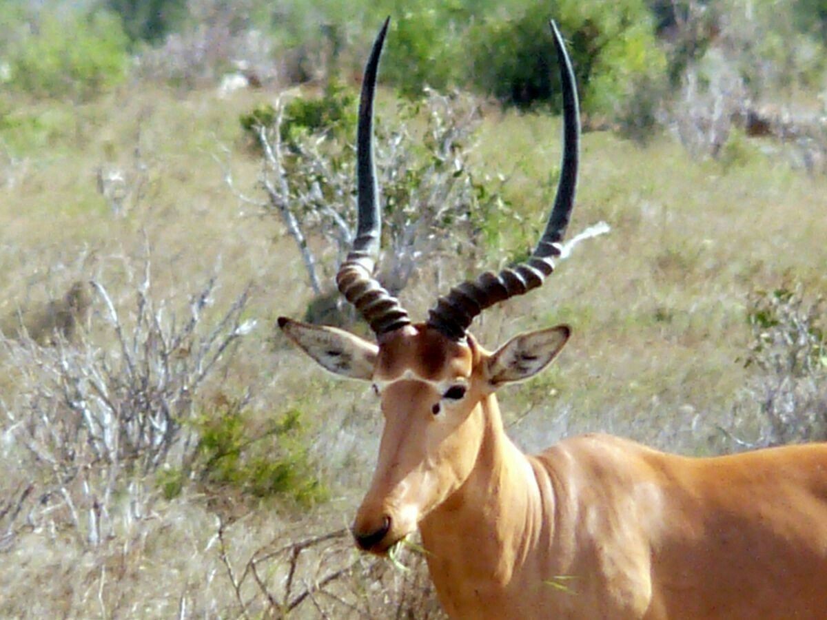 Hirola - Animals, The photo, Longpost