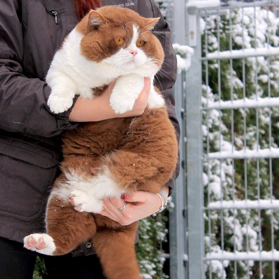 cute plump - cat, Milota, Animals