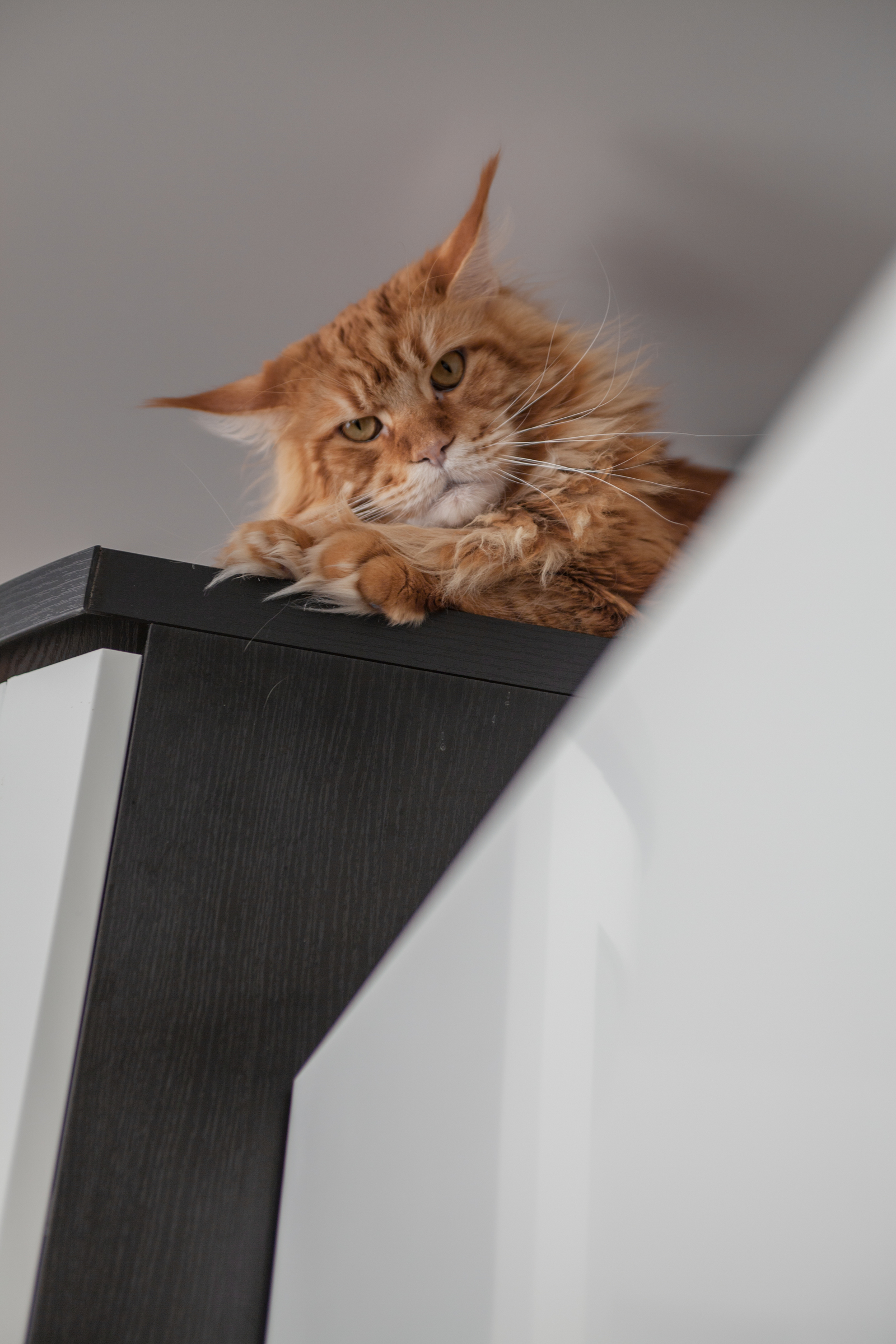 Hatred and fear of the vacuum cleaner - My, cat, Maine Coon, A vacuum cleaner