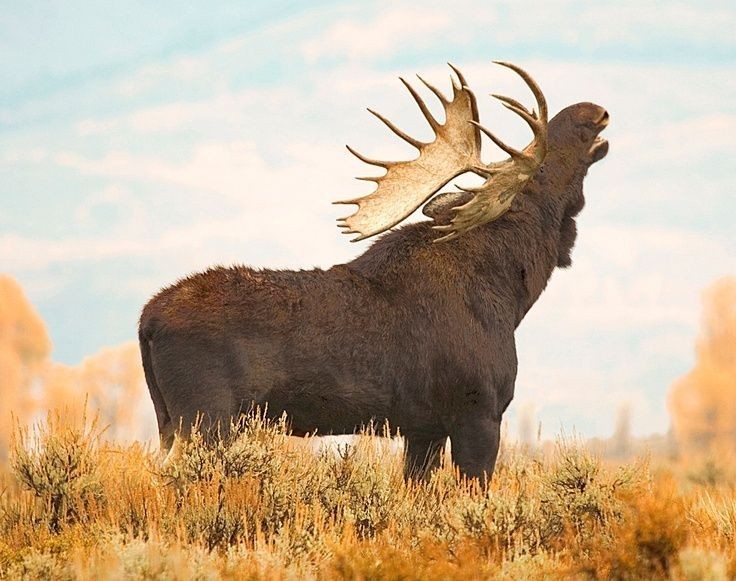 Elk - Elk, Animals, The photo, Longpost