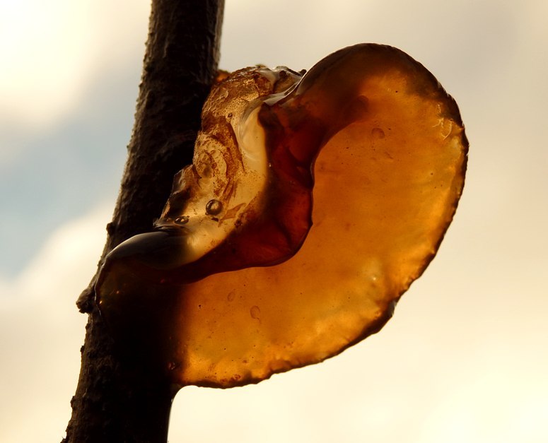 ear-mushroom) - My, , Transparency, Longpost