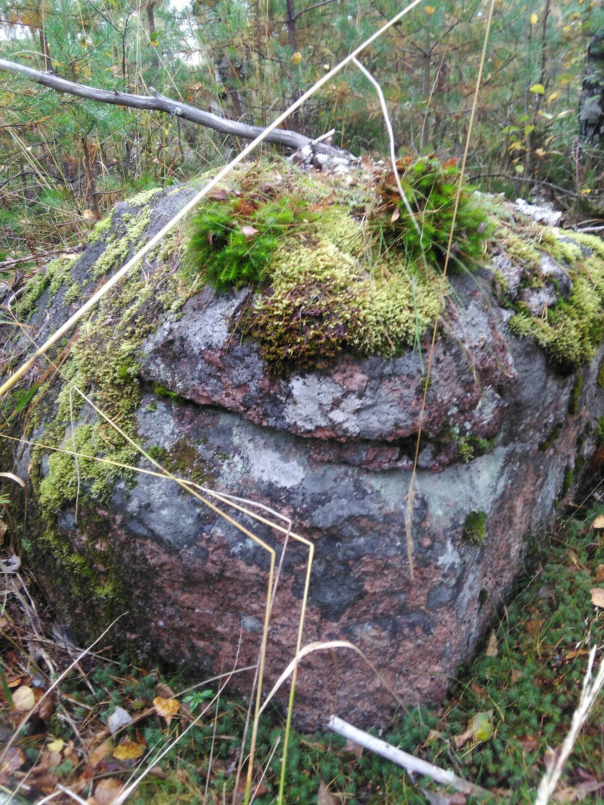 stone buddy - My, Face, It seemed, Forest, Pareidolia, Iseefaces