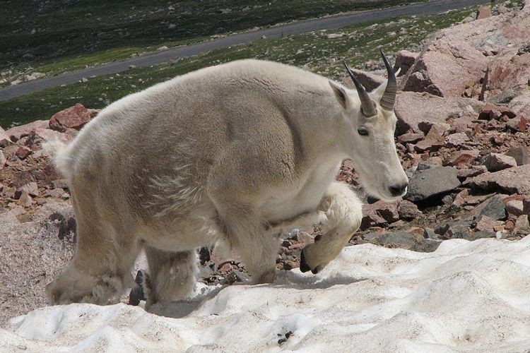 Snow goat - Goat, Animals, The photo, Longpost, Snow, The mountains, Wild animals