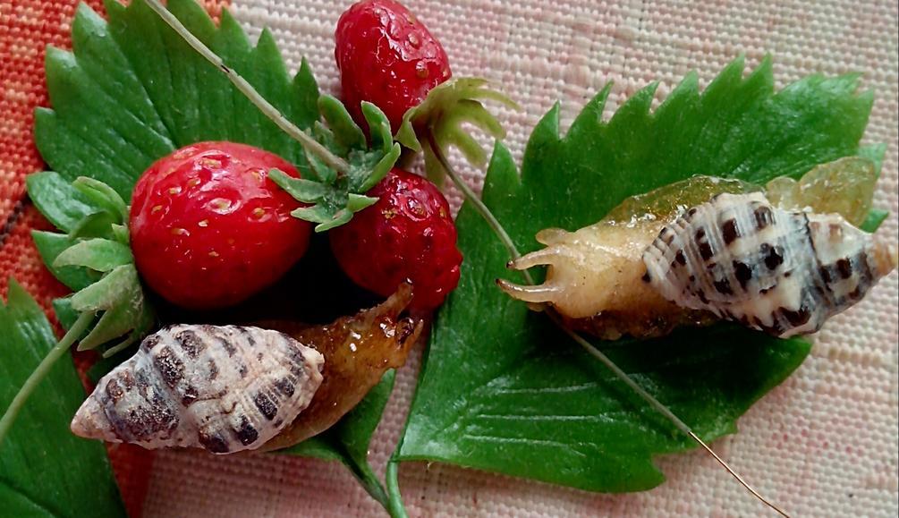 Strawberry. Cold porcelain. - My, Polymer clay, Cold porcelain, Needlework without process, Strawberry, Berries, Longpost