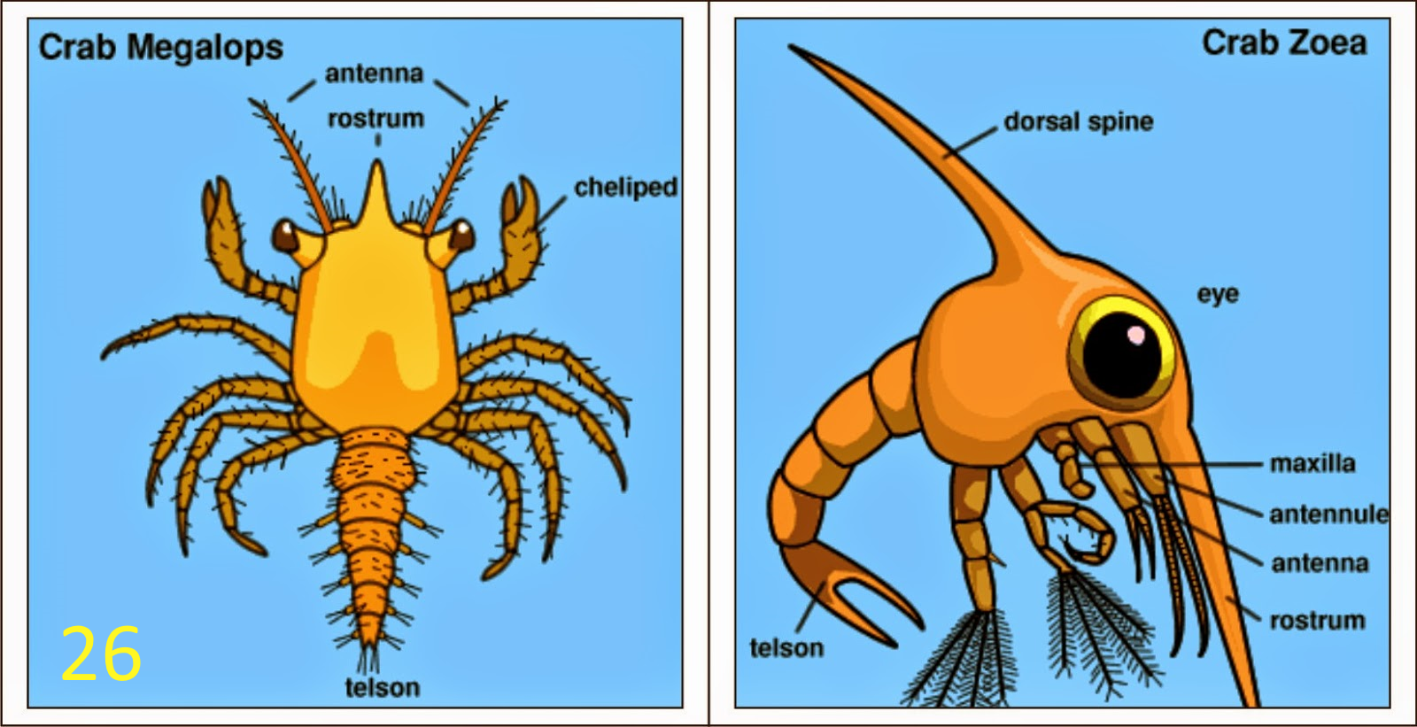 Rainbow crabs. - Rainbow crabs, Exotic animals, Crab, Terrariumistics, Longpost