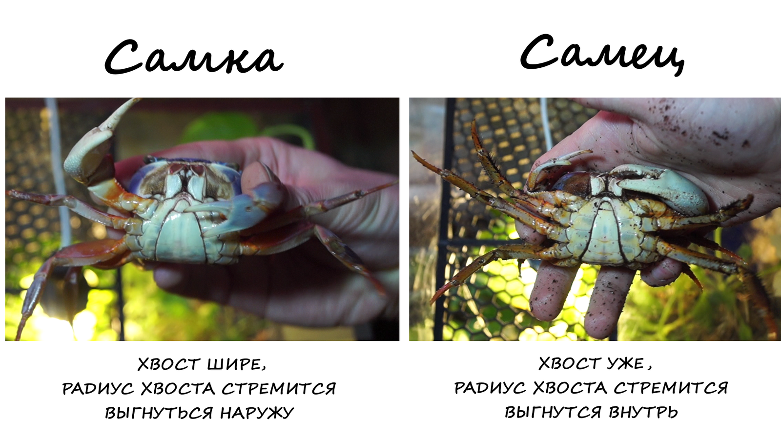 Rainbow crabs. - Rainbow crabs, Terrariumistics, Crab, Longpost