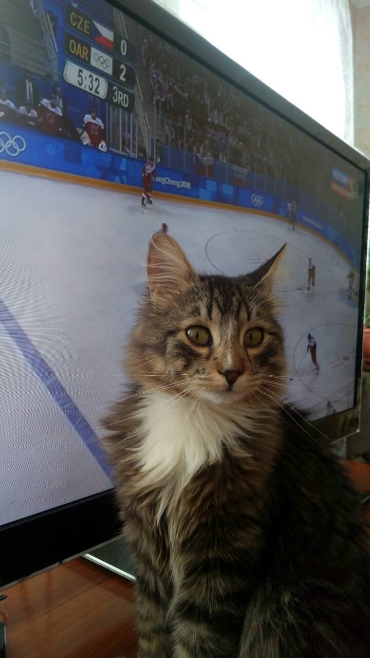 Cheer for our - My, Hockey, Olympiad 2018, Longpost, cat, The photo