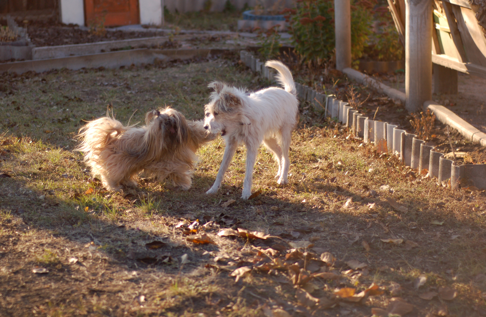 Moments from life - My, The photo, Longpost, My, Beginning photographer, cat, Dog, Children