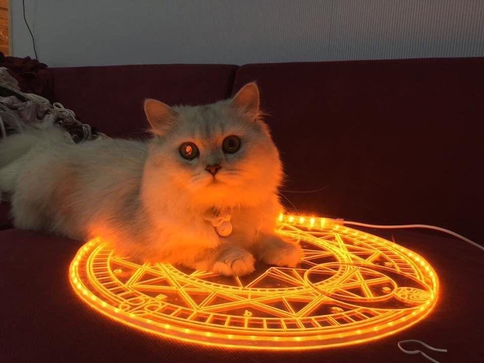 Portal to hell - cat, Catomafia, Animals, Pets, Pentagram, Reddit